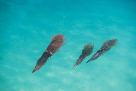 three bigfin reef squid hovering in the water and looking into the camera in egyptの写真素材
