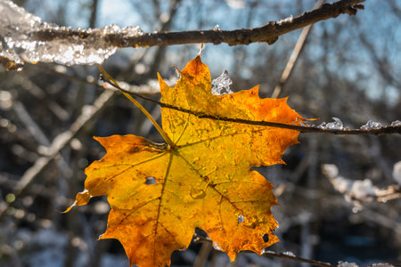 glowing orange leaf on a branch with sun and ice in the winterの写真素材
