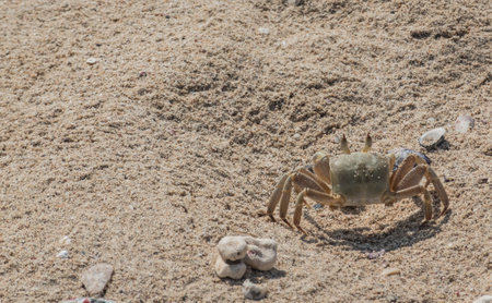 large crab running very fast over fine sand at the beach in the sunの写真素材