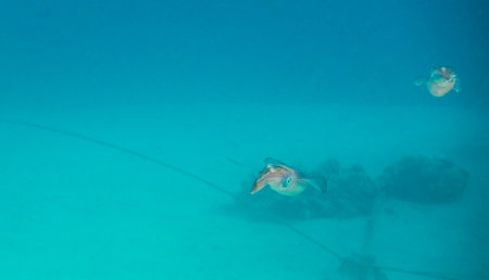 two bigfin reef squid looks like flying birds in blue sea water on vacation in egyptの写真素材
