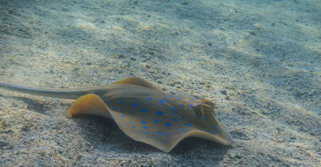 blue spotted stingray flees from the place where it rested in the red sea egypt