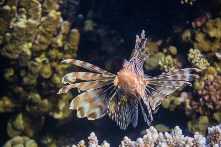 wonderful devil firefish looking into the camera during freediving at the coral reef in egyptの写真素材