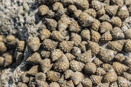 Close up of a group of seashells on the rock.