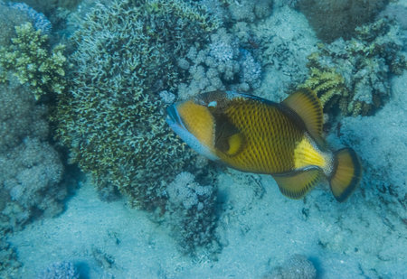 The underwater world of the Red Sea, coral reef and marine fish