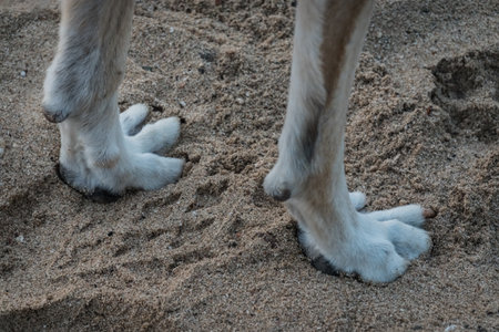 paws of a dog in fine sand from a beach on holiday in egypt