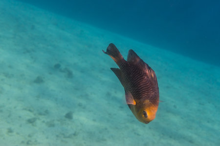 single little fish in a bay with clear water and sand at the bottom in egyptの写真素材