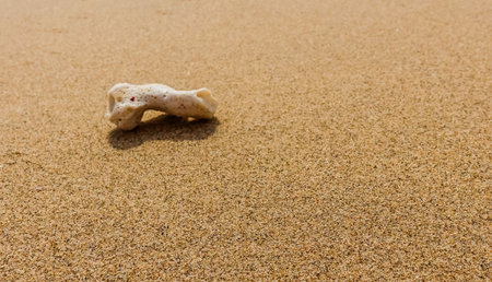 single little white coral in a fine sandy beach from egypt
