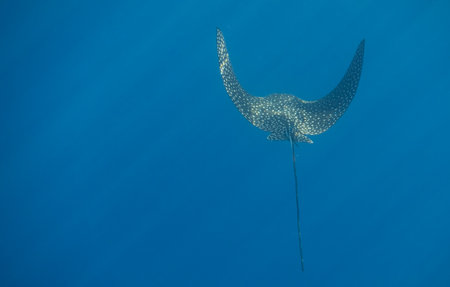 spotted eagle ray swimming very close during diving in a blue water with sunrays in egypt