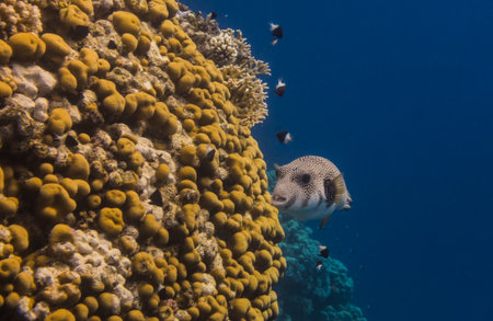white spotted pufferfish swims along the beautiful coral reef with dark blue water in egypt