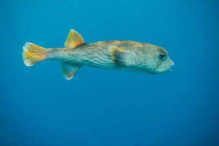 amazing spot fin porcupinefish in deep blue sea from egypt