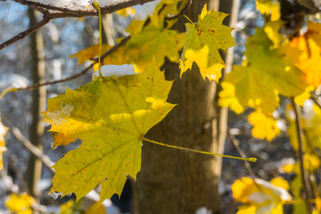 yellow frozen leaves with snow and ice in the winter forestの写真素材