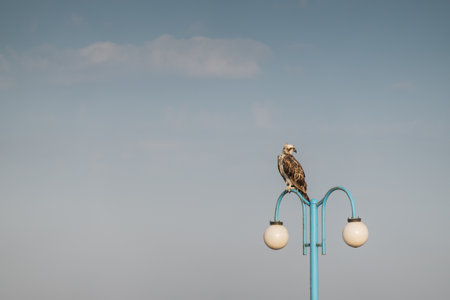 sea eagle sitting on a blue lantern at the sea with blue skyの写真素材