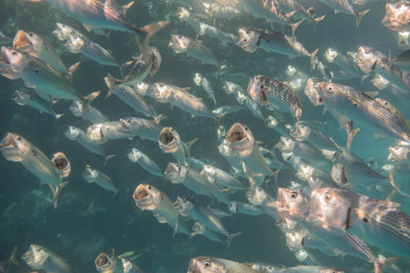 school of bigmouth mackerels when hunting with its mouth wide open in egyptの写真素材