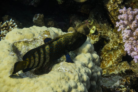 peacock hind fish lying on corals at the seabed closeup view