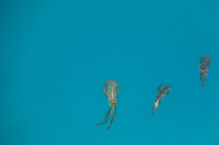 three bigfin reef squid hovering in blue water during diving in egypt