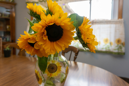 Sunflowers on table during afternoonの写真素材