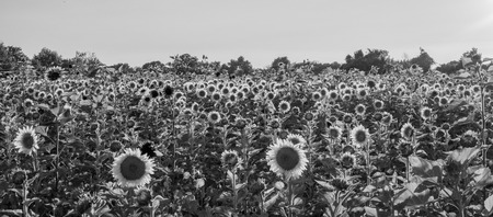 Sunflower fields at sunsetの写真素材