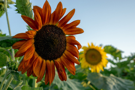Sunflower fields at sunsetの写真素材