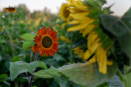 Sunflower fields at sunsetの写真素材