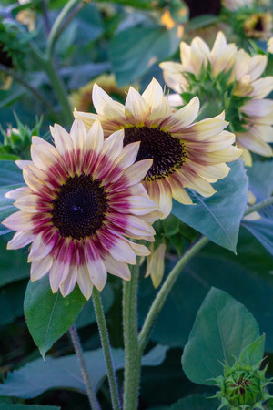 Sunflower fields at sunsetの写真素材