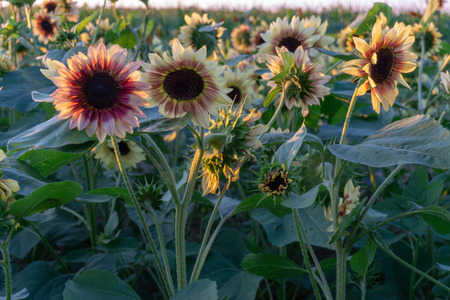 Sunflower fields at sunsetの写真素材