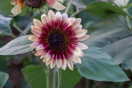Sunflower fields at sunsetの写真素材