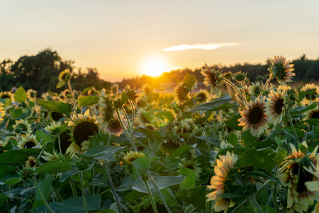 Sunflower fields at sunsetの写真素材