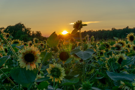 Sunflower fields at sunsetの写真素材