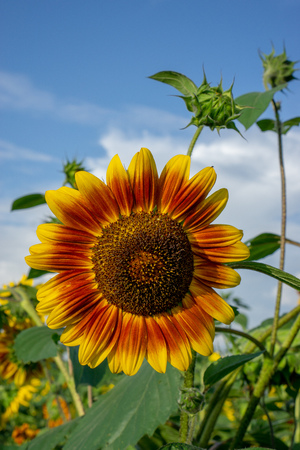 Sunflower fields at sunsetの写真素材