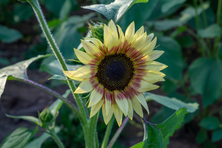 Sunflower fields at sunsetの写真素材