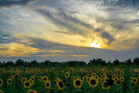Sunflower fields at sunsetの写真素材