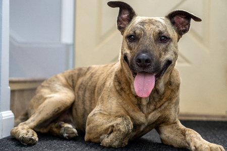 Brindle Pitbull Dog indoorの写真素材