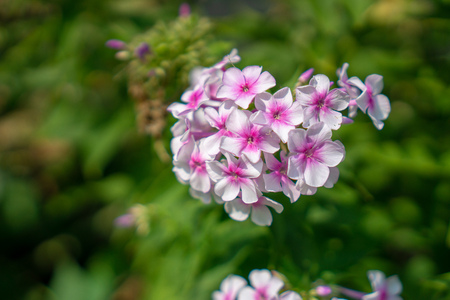 Pink flower in garden at parkの写真素材