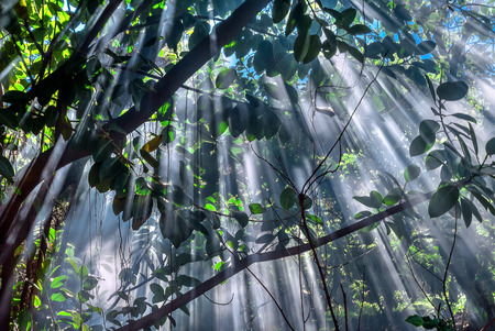 Magical moment of sunlight breaking through leaves and branches, Easter Island (Rapa Nui), Chileの写真素材