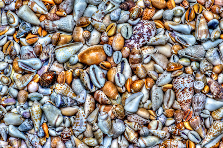 Collection of seashells