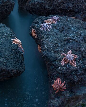 Starfish on Motukiekie Stichaster australis beach, New Zealand.の写真素材
