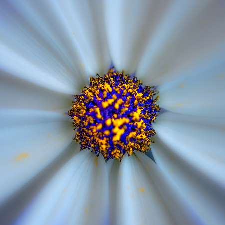 Macro, shallow depth of field close up of the center of a blossoming flower.の写真素材
