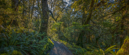 Panoramic view of twisting foot-path leading into a clearing of a dense tropical forest, New Zealand.の写真素材