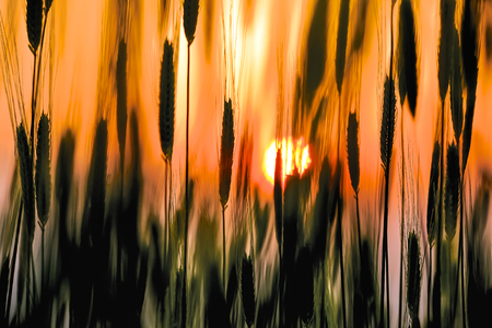The setting sun and orange glowing sky seen through low angle close up of wheat stalks in silhouette.の写真素材