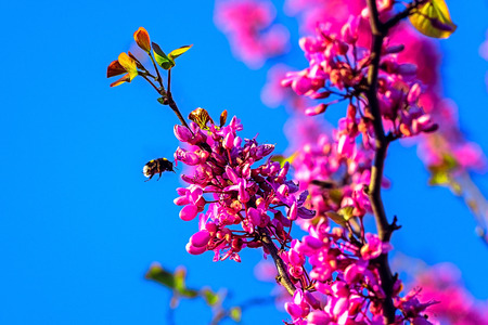 Close up of bumble bee approaching the flowers of a blossoming cherry tree, Franceの写真素材