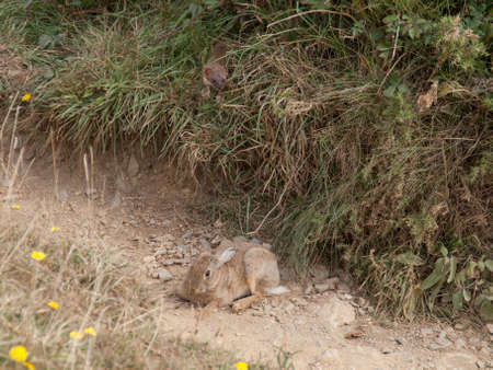 Weasel is hunting a rabitt