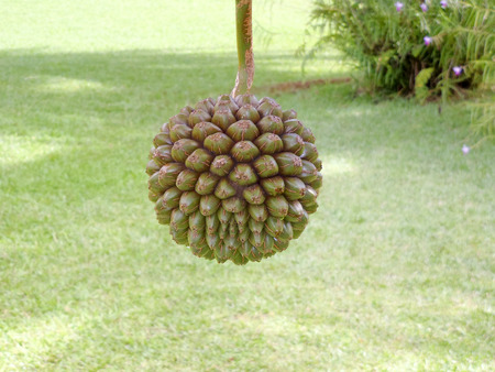 Hanging screw pine fruit before a green grass background