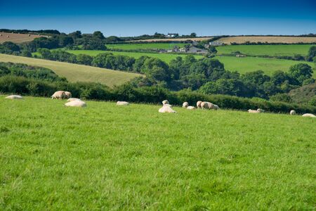 Verdant grassland with sheep, bushes and a clear blue sky near St Issey in north Cornwall.の写真素材