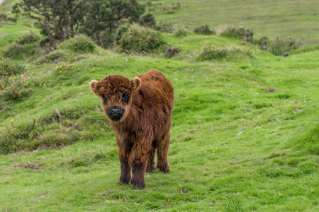 Scottish highland calf near the Colliford Lake in the Bodmin Moor in Cornwallの写真素材