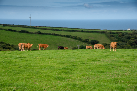 Grazing cows on a field near Dealabole in north Cornwall, UK.の写真素材