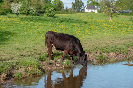 Drinking bull on the bank of the Llangollen canal in Wales, UKの写真素材