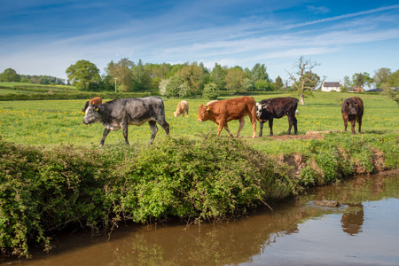 Canalside cattle at the Llangollen canal in Wales, UK.の写真素材