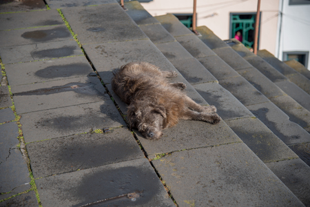 Sleeping dog on the stairs to the churchの写真素材