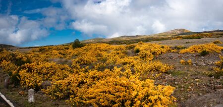 Blooming yellow genista on the plateau Paul da Serra on the island of Madeira in Portugal.の写真素材