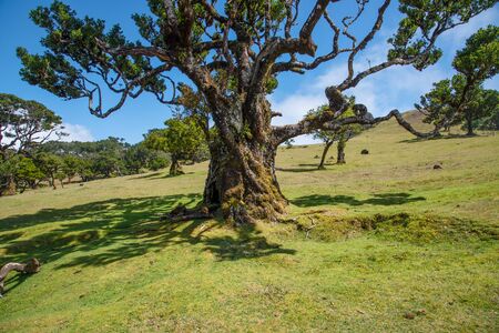 Old laurel in Fanal in the middle of the Laurissilva Forest. The forest is on the Paul da Serra plateu on the island of Madeiraの写真素材
